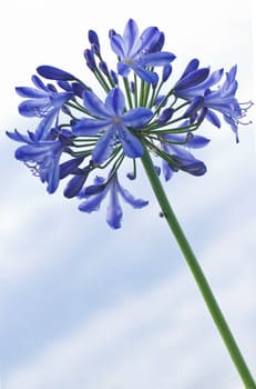 Lily of The Nile - Blue flowers in summer with sky as a background  