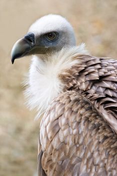 Portrait of Griffon vulture in side angle view 