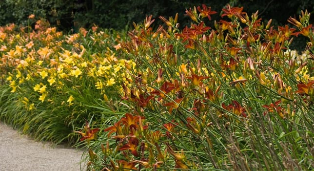 Big groups of blooming day lilies in the garden in summer-horizontal image