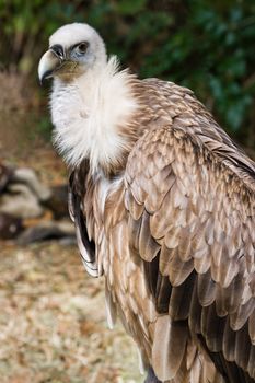 Griffon vulture sitting and looking backward