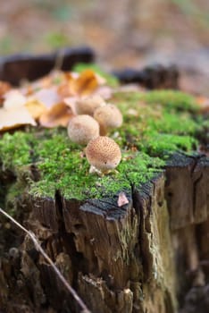 macro photo of the mushrooms in autumn forest