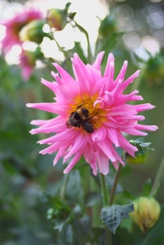 macro photo of the bumblebee sitting on flower