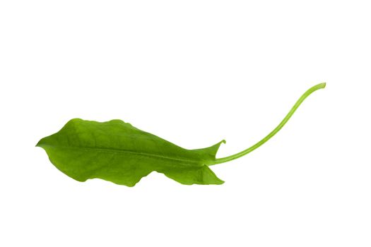 fresh sorrel isolated on white background 