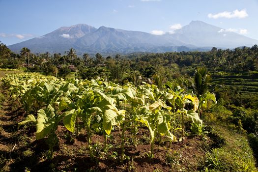 Tobacco plantations in the area of Tetebatu, Lombok, Indonesia