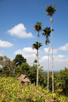 Beautiful landscape on the island of Lombok, Tetebatu region