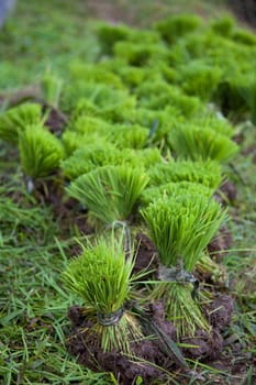 Young rice plants ready to be planted in Indonesia