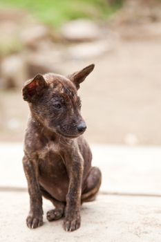Small dog in Indonesia 