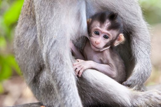 Cute little baby monkey drinking from mom