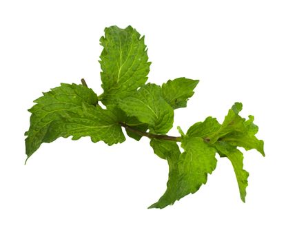 mint on a white background