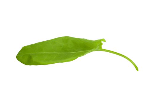 fresh sorrel isolated on white background 