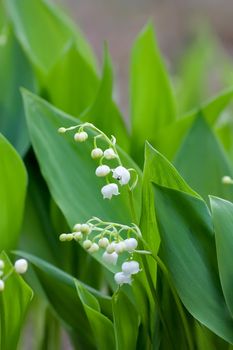 lily of the valley