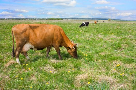 cows eat grass on the field