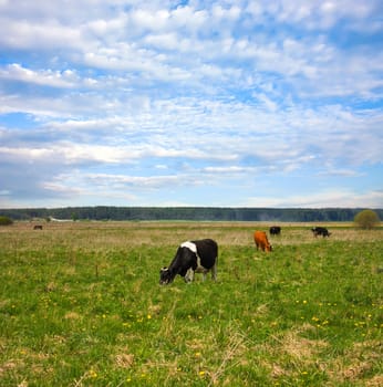 keeping a herd of cows on the meadow