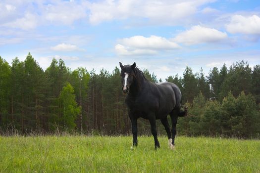 horse on the meadow