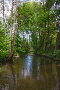 River Forest, reflection