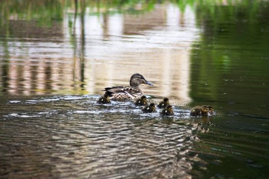 Duck with Ducklings in the lake
