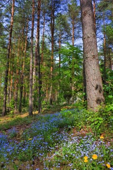 spring pinewood