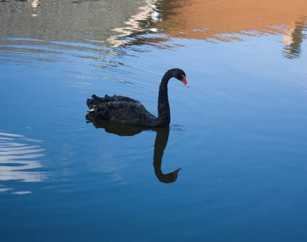 black swan on a pond
