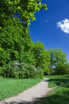 trail in the summer the park, blue sky