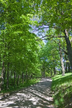 trail in the summer the park, blue sky