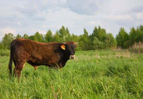 red bull on a meadow