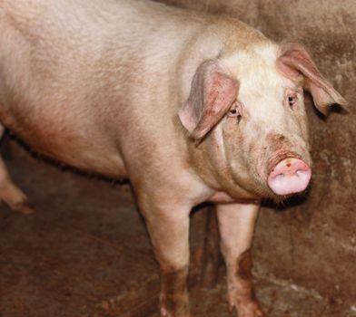 close up of little pig in a farm in China 