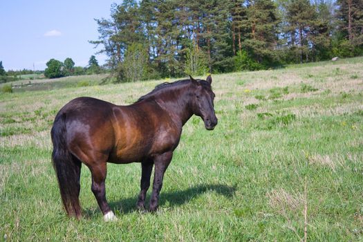 horse on the meadow