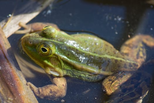 green frog in the pond