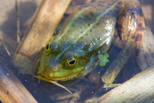 green frog in the pond