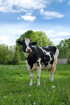 cow on the meadow