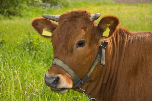 young cow on the meadow