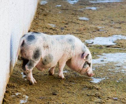 young pig in the pig house