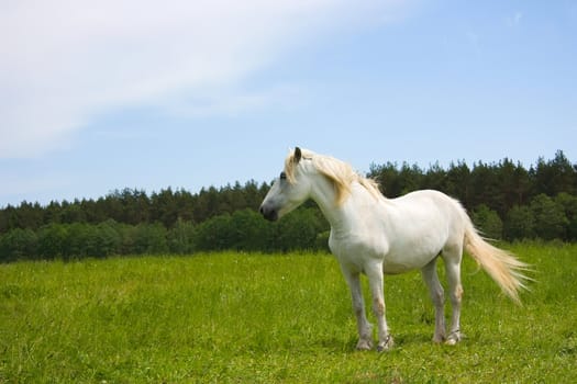 white horse on the meadow