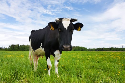 black and white cow in the meadow