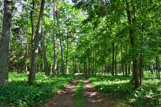 road in the woods