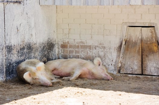 pigs