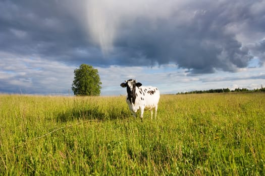 cow on the meadow