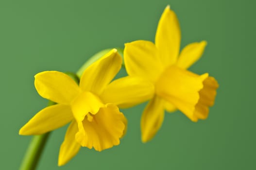 daffodil blooming