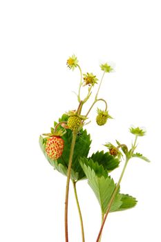wild strawberry, isolated