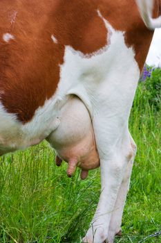 cow udder