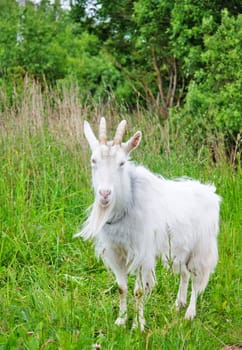 goat on the meadow