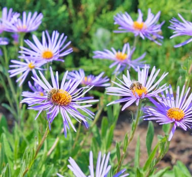 bee on purple flowers
