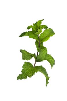 mint on a white background 