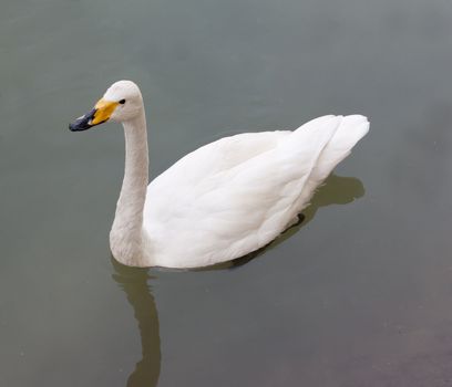 Swan in water with reflections of autumn foliage 