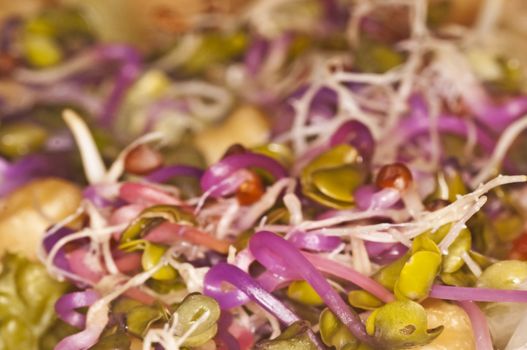 sprouts of radish