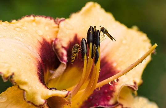 Hover flies getting pollen from day lily flower after rain in summer