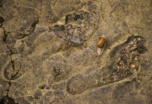 Stone plate with imprint of footsteps and snail in the rain