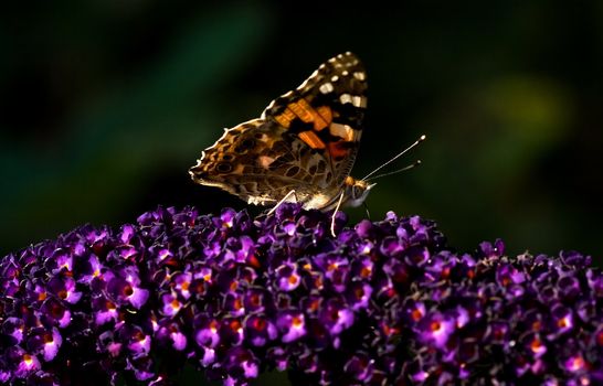 Painted lady drinking nectar from flowers of butterfly bush on summer day