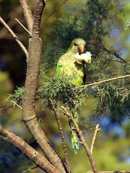 Monk Parakeet (Myiopsitta monachus)