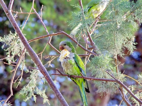 Monk Parakeet (Myiopsitta monachus)